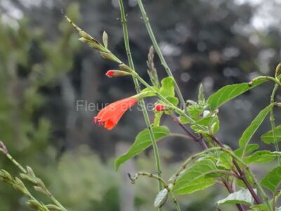 salvia oppositiflora