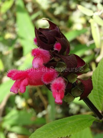 salvia oxyphora Bolivia salvia oxyphora Bolivia en fleurs