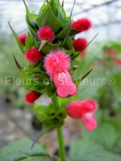 salvia oxyphora salvia oxyphora en fleurs