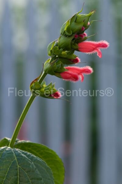 Salvia oxyphora