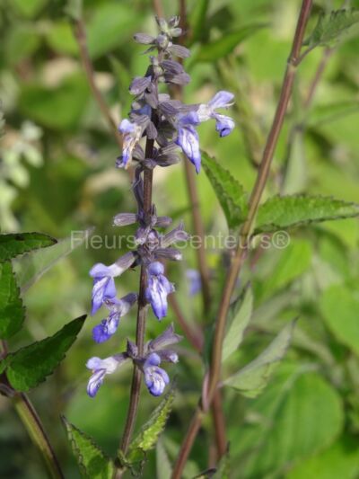 salvia pallida salvia pallida en fleurs