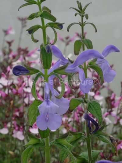 salvia patens Chilcombe