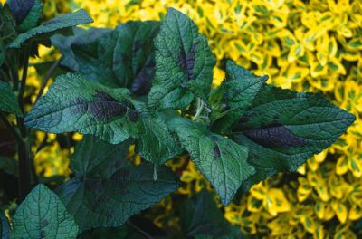 salvia patens Guanajuato