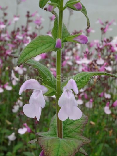 salvia patens Patio Pink