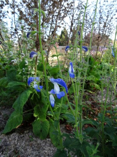 salvia patens Dot's Delight salvia patens dot's delight en fleurs