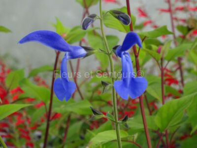 salvia patens guanajuato salvia patens Guanajuato en fleurs