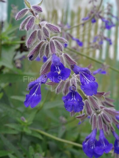 salvia pennelli salvia pennellii en fleurs