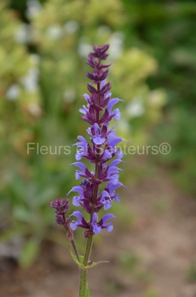 salvia pratensis Indigo salvia pratensis Indigo en fleurs