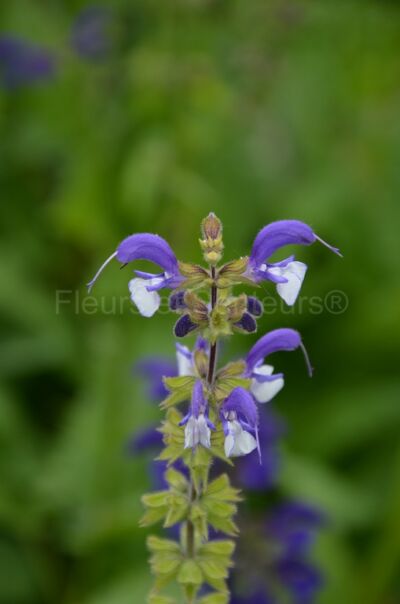 salvia pratensis Madeline salvia pratensis Madeline en fleurs