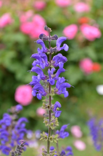 salvia pratensis Sweet Esmeralda salvia pratensis Sweet Esmeralda en fleurs