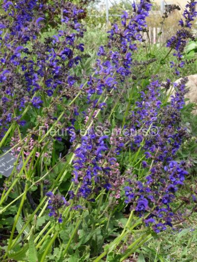 salvia pratensis Twilight Serenade salvia pratensis Twilight Serenade en fleurs