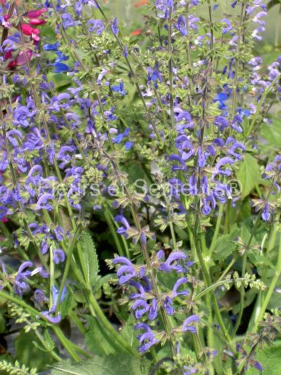 salvia pratensis