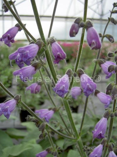 salvia prewalskii salvia przewalskii en fleurs