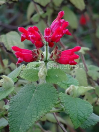 salvia pulchella salvia pulchella en fleurs