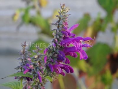 salvia purpurea Lavender Lace salvia purpurea Lavender Lace en fleurs