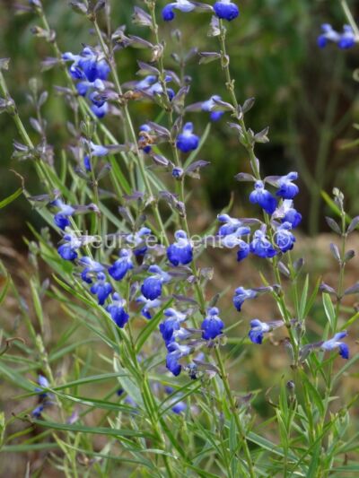 salvia reptans salvia reptans en fleurs
