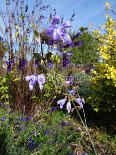 salvia ringens salvia ringens en fleurs
