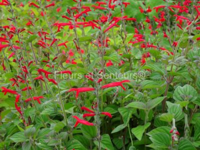 salvia rutilans salvia rutilans en fleurs