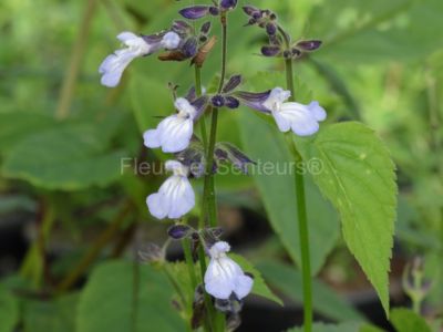 salvia rypara salvia rypara en fleurs