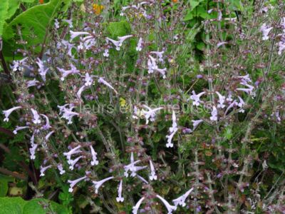 salvia scabra salvia scabra en fleurs