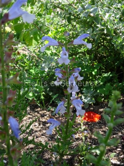 salvia schlechteri salvia schlechteri en fleurs