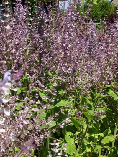salvia sclarea
