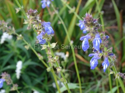 salvia setulosa salvia setulosa en fleurs