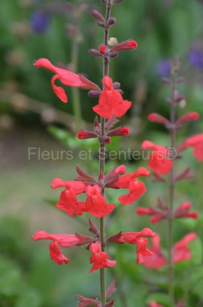 salvia silke s dream salvia silke's dream en fleurs