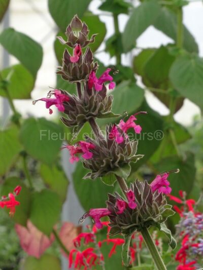 salvia spathacea salvia spathacea en fleurs