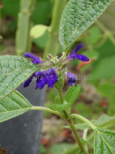 salvia sphaceloides salvia sphacelioides en fleurs