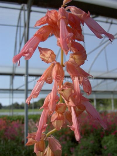 salvia splendens Peach salvia splendens Peach en fleurs
