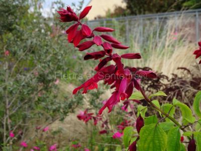 salvia splendens Van Houttei salvia splendens Van Houttei en fleurs