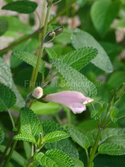 salvia striata pink form salvia striata pink form en fleurs
