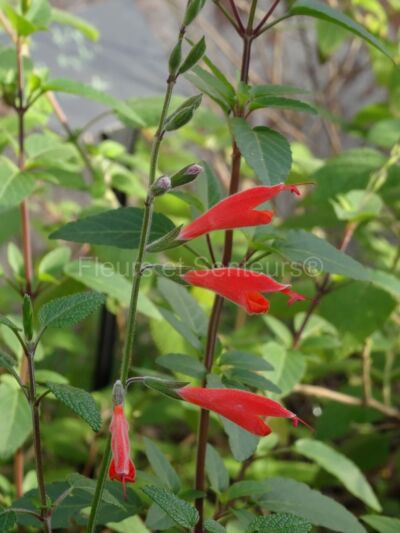 salvia striata red form salvia striata red form en fleurs