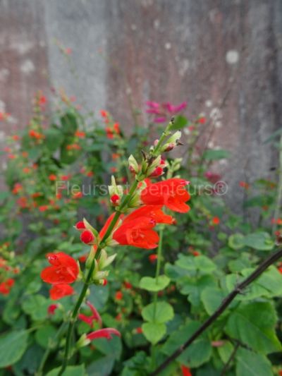 salvia subrotunda salvia subrotunda en fleurs