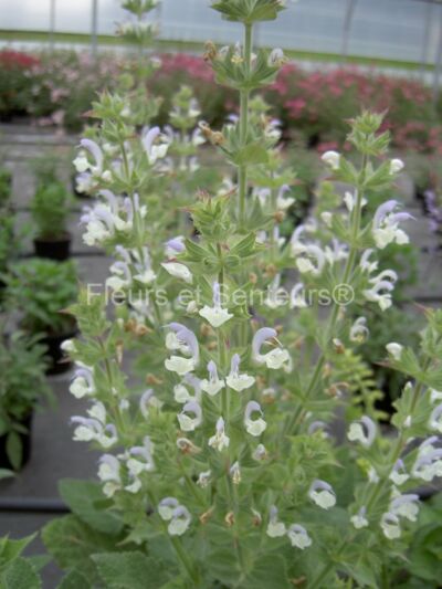 salvia tingitana salvia tingitana en fleurs