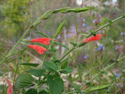 salvia tubiflora salvia tubiflora en fleurs