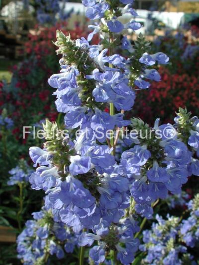 salvia uliginosa salvia uliginosa en fleurs