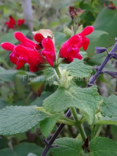 salvia univerticillata salvia univerticillata en fleurs
