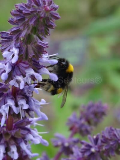 salvia verticillata Hannay's Blue