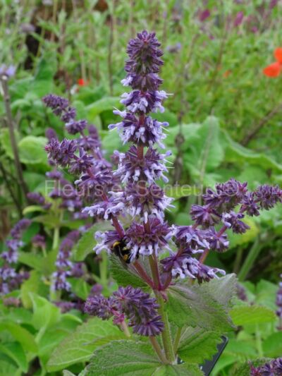 salvia verticillata Hannay's Blue