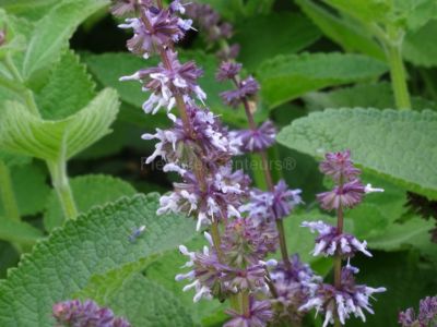 salvia verticillata Purple Rain