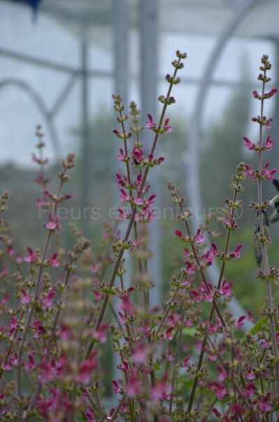 salvia viscosa salvia viscosa en fleurs