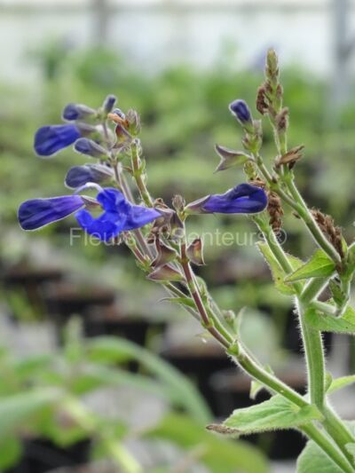 salvia vitifolia salvia vitifolia en fleurs