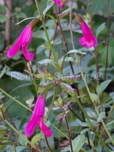salvia buchananii
