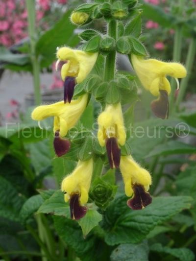 salvia flava var. megalantha
