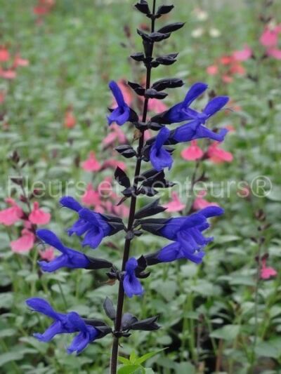 salvia guaranitica Indigo salvia guaranitica Indigo en fleurs