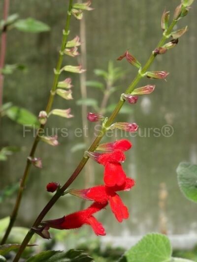 salvia miniata