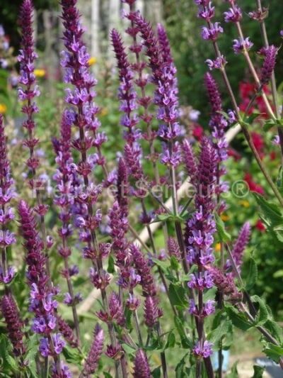 salvia nemorosa Amethyst