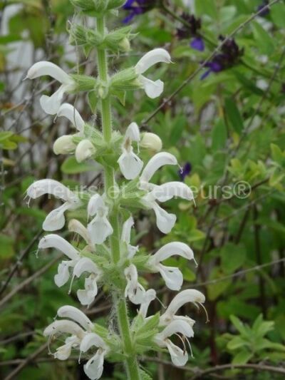 salvia radula